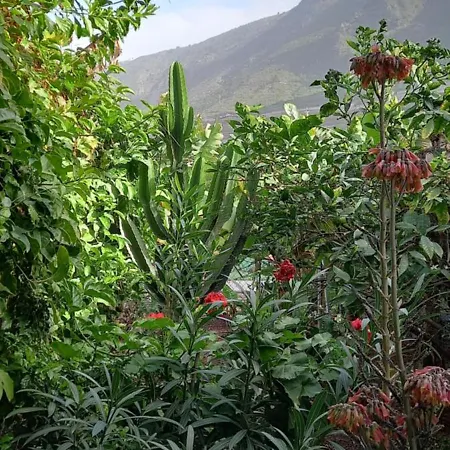 Welcome Appartamento Garachico (Tenerife)